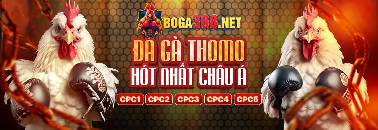 Hình ảnh chính về đá gà trực tuyến 555win phiên bản chính thức